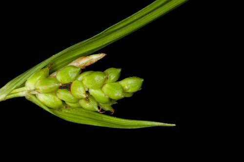 Carex abscondita #24